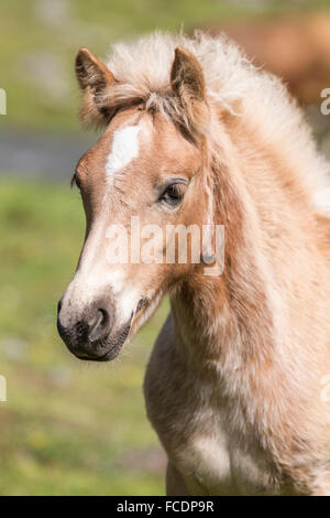 Haflinger. Portraet eines Fohlen.| Cavalli di Razza Haflinger. Ritratto di un puledro. Italia Foto Stock