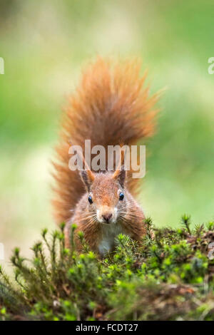 Paesi Bassi, 's-Graveland, 's-Gravelandse Buitenplaatsen, Rurale Hilverbeek station wagon. Eurasian scoiattolo rosso ( Sciurus vulgaris) Foto Stock