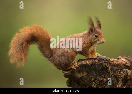 Paesi Bassi, 's-Graveland, 's-Gravelandse Buitenplaatsen, Rurale Hilverbeek station wagon. Eurasian scoiattolo rosso ( Sciurus vulgaris) Foto Stock