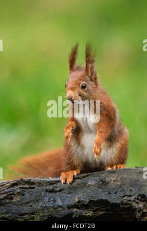 Paesi Bassi, 's-Graveland, 's-Gravelandse Buitenplaatsen, Rurale Hilverbeek station wagon. Eurasian scoiattolo rosso ( Sciurus vulgaris) Foto Stock