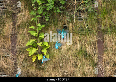 Paesi Bassi, 's-Graveland, 's-Gravelandse Buitenplaatsen, Hilverbeek. Common Kingfisher (Alcedo atthis) battenti per nidificare. Foto Stock