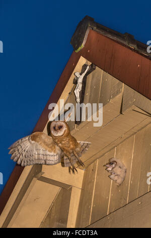 Paesi Bassi, 's-Graveland, barbagianni (Tyto alba). Genitore alimenta i giovani con il mouse Foto Stock