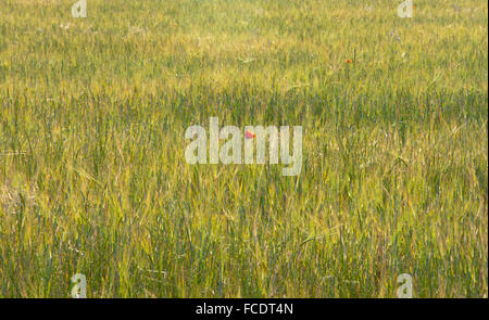 Unica fioritura di papavero tra verde campo di grano, Spagna Foto Stock