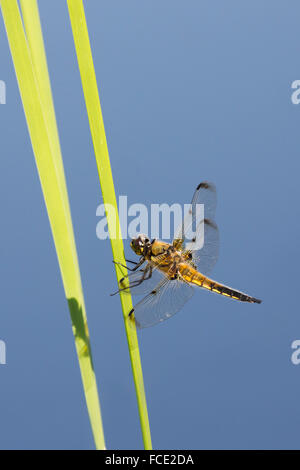 Paesi Bassi, Ossenzijl, Parco Nazionale de Weerribben-Wieden. Libellula Foto Stock