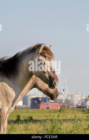 Paesi Bassi, Rotterdam, porto di Rotterdam. Riserva naturale nella porta denominata Landtong Rozenburg. Cavalli Konik Foto Stock