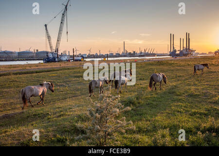 Paesi Bassi, Rotterdam, porto di Rotterdam. Riserva naturale nella porta denominata Landtong Rozenburg. Cavalli Konik Foto Stock