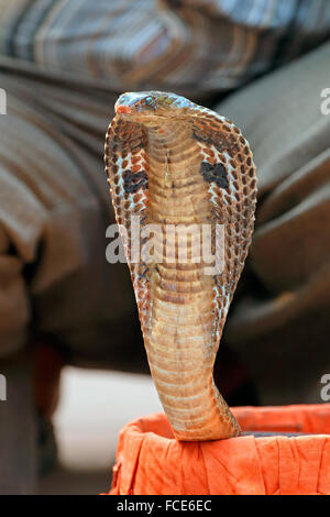 Un cobra essendo incantato in una strada di Delhi, India Foto Stock