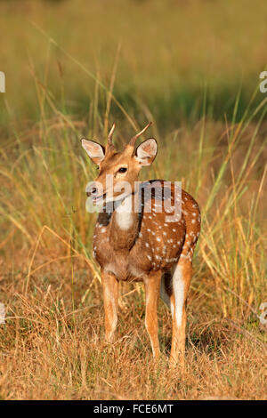 Un giovane maschio avvistato cervi o chital (asse asse), il Parco Nazionale di Kanha, India Foto Stock