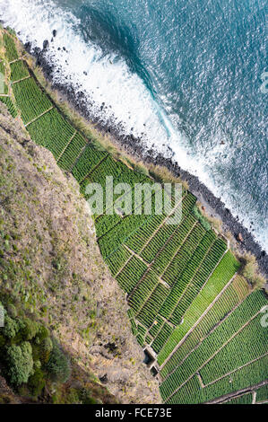 Vista aerea di colture in terrazze di Madeira, Fajãs do Cabo Girão, Madeira, Portogallo. Foto Stock