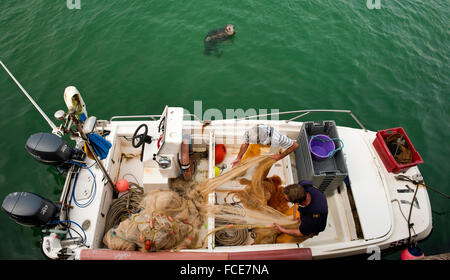 Una guarnizione di tenuta guarda a due pescatori esaminando le loro reti da pesca su una barca da pesca con la speranza che possa essere gettato un pesce Foto Stock