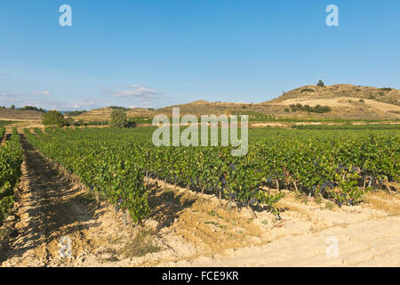 La Rioja vigna i campi mediante la via di San Giacomo a Logrono Foto Stock