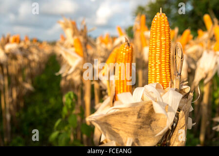 Essiccamento sulla pannocchia di mais nel campo Foto Stock