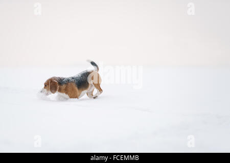 Cane beagle outdoor in esecuzione nella neve Foto Stock