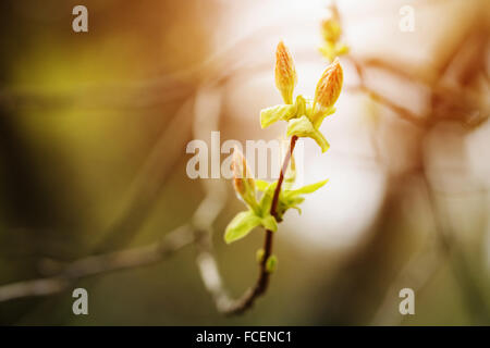 Acer tataricum prime gemme e foglie Foto Stock