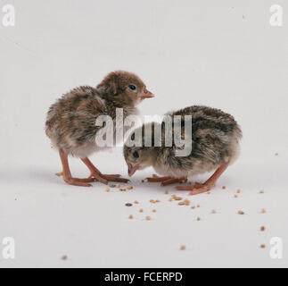 Pernici rosse (Alectoris rufa), due pulcini di mangiare grano Foto Stock