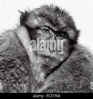 Primo piano di una wild Barbary macaque nella Rocca di Gibilterra, in bianco e nero Foto Stock
