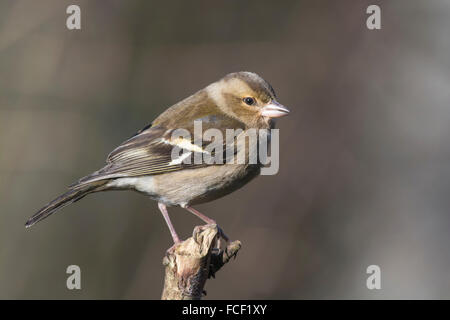 (Fringuello Fringilla coelebs). Femmina appollaiato su un ramoscello. Foto Stock