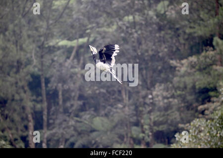 Oriental pied-hornbill, Anthracoceros albirostris, singolo uccello in volo, Indonesia, gennaio 2016 Foto Stock