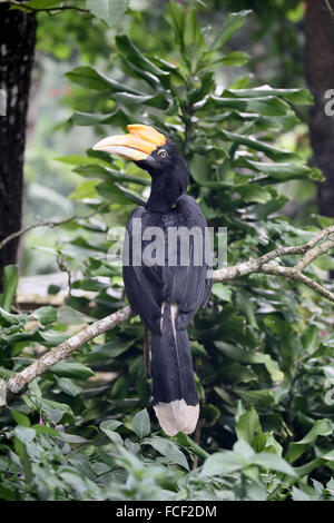 Rhinoceros hornbill, Buceros rhinoceros, singolo uccello sul ramo, Sumatra, Gennaio 2016 Foto Stock