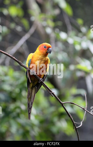 Sun conure o parrocchetto, Aratinga solstitialis, singolo uccello sul ramo, captive, Gennaio 2016 Foto Stock