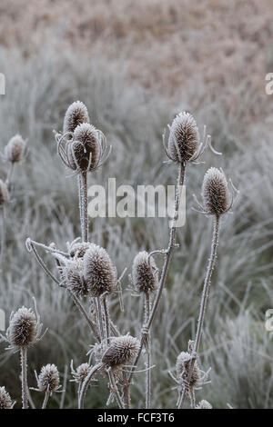 Il 20 gennaio 2016 Fotografo: Stuart Purfield immagine presa in: Evesham, Worcestershire Teasel Dipsacus fullonum, nel gelo Foto Stock