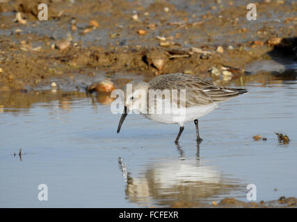 Dunlin adulto in livrea invernale guadare in acqua poco profonda Foto Stock