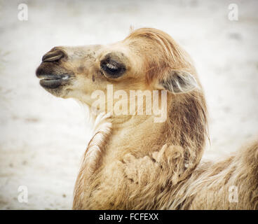 Ritratto di giovane bactrian camel (Camelus bactrianus). Foto del profilo. Foto Stock