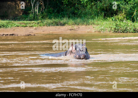 Ippopotami in fiume Ishasha, Hippopotamus amphibius, Queen Elizabeth National Park, Uganda, Africa Foto Stock