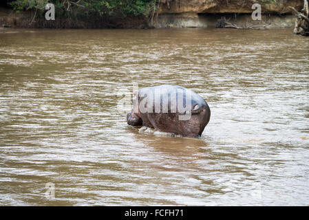 Ippopotami in fiume Ishasha, Hippopotamus amphibius, Queen Elizabeth National Park, Uganda, Africa Foto Stock