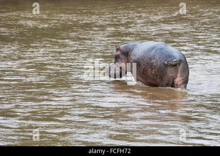 Ippopotami in fiume Ishasha, Hippopotamus amphibius, Queen Elizabeth National Park, Uganda, Africa Foto Stock