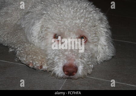 Lo spagnolo cane di acqua (perro de agua español) appoggiato sul pavimento. Foto Stock