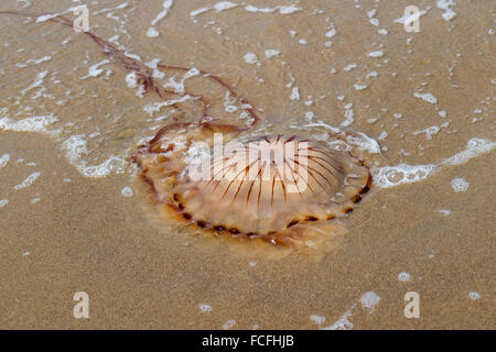 Compass Medusa si è incagliata in spiaggia Foto Stock