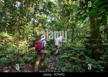 Schimpanzze viaggio nel fiume Kyambura Gorge nel Queen Elizabeth National Park in Uganda occidentale Foto Stock