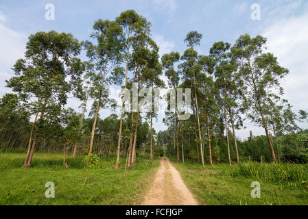 Giardino botanico, Fort Portal, Uganda Foto Stock