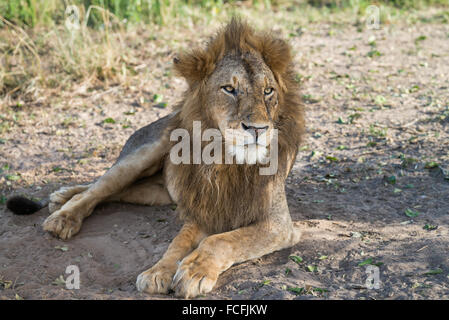 Lion (Panthero leo), Murchison Falls National Park, Uganda Foto Stock