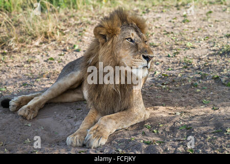 Lion (Panthero leo), Murchison Falls National Park, Uganda Foto Stock