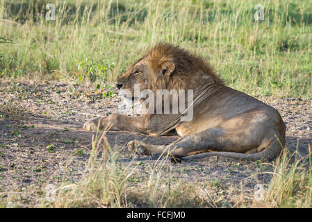 Lion (Panthero leo), Murchison Falls National Park, Uganda Foto Stock