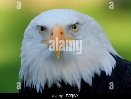 Maschio maturo North American aquila calva (Haliaeetus leucocephalus). Close-up di testa, rivolta verso la telecamera, lo sguardo intenso Foto Stock