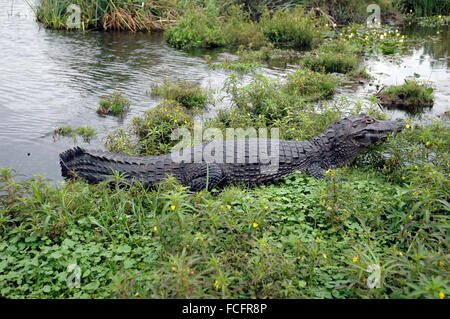 Caiman yacare Foto Stock