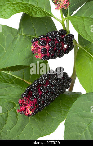 Fresca Pokeweed indiano piante e frutti di bosco Foto Stock