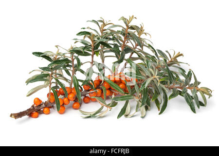 Rametto fresco di mare comune-frangola con bacche di colore arancione su sfondo bianco Foto Stock