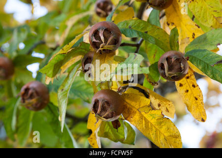 Medlars fresco su un albero in autunno close up Foto Stock