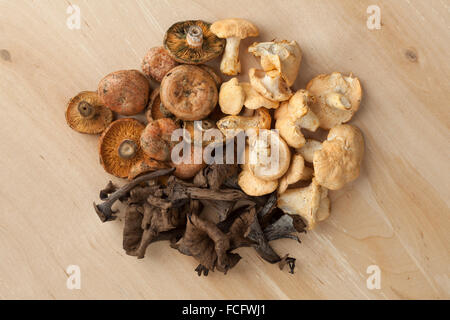 Varietà di i funghi selvatici freschi visto da sopra Foto Stock