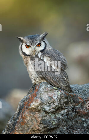 Southern di fronte bianco-Owl / Suedbuescheleule ( Ptilopsis granti ), seduto su una roccia, si affaccia sul serio. Foto Stock