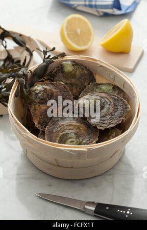 Europeo di fresco ostriche piatte in un cestello Foto Stock