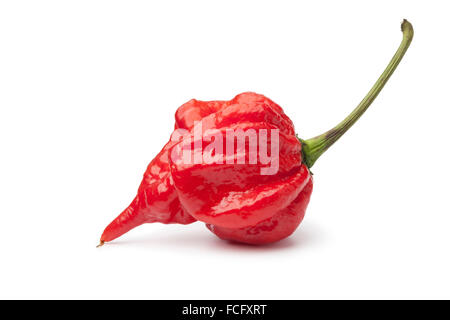 Unico rosso fresco scorpion peperoncino su sfondo bianco Foto Stock