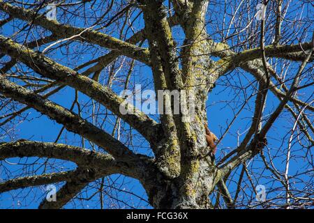 La provincia di Berry, George Sand's Black Valley Foto Stock