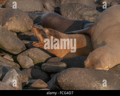 Barking sea lion sotto grandi lion su rocce nere nelle isole Galapagos, Ecuador. Foto Stock