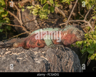 Il rosso e il verde iguana a prendere il sole sulla lava nera roccia tra il verde delle foglie nelle isole Galapagos Ecuador. Foto Stock