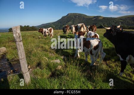 Illustrazione Di PUY-DE-DOME, (63) Auvergne Francia Foto Stock